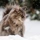 A photo of Maine Coon cat Loui outside a garden in Gelsenkirchen, Germany, taken Feb. 7, 2021